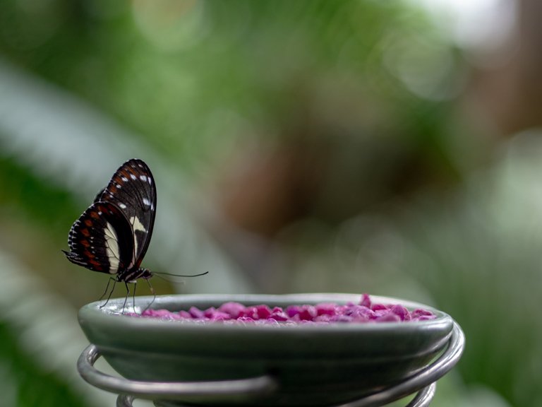Mariposa en el Butterfly Park, Bali