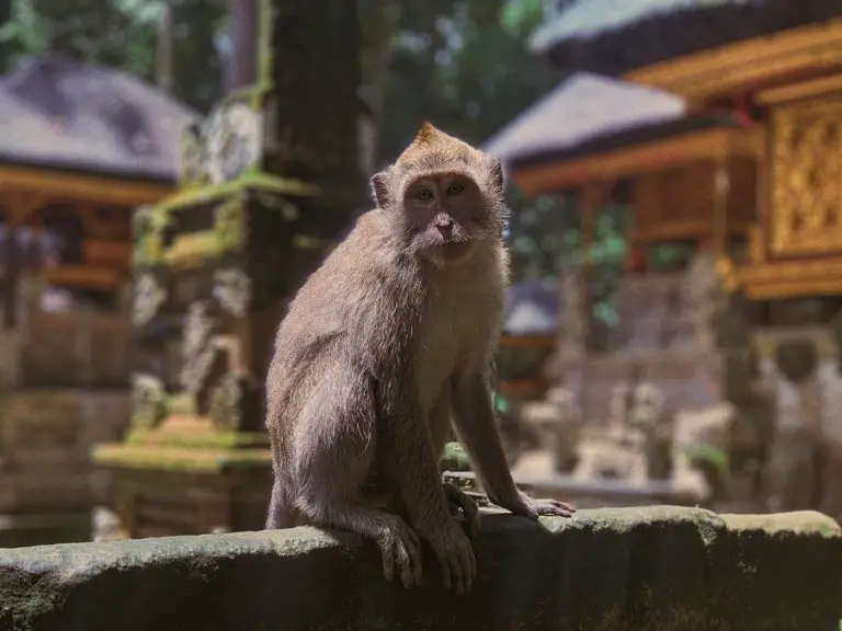 Macaco de cola larga en Sangeh Monkey Forrest, Bali