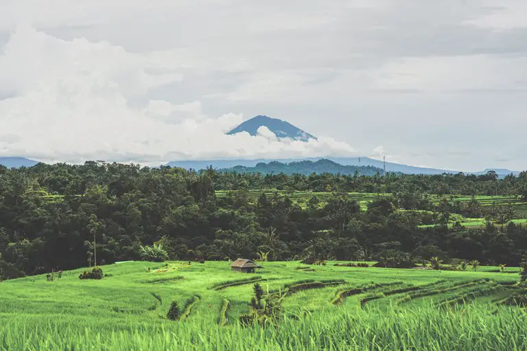 Vistas a terrazas de arroz con el volcán Batukaru de fondo