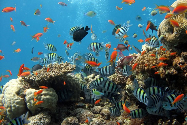 Varios tipos de peces nadando en un arrecife de Bali