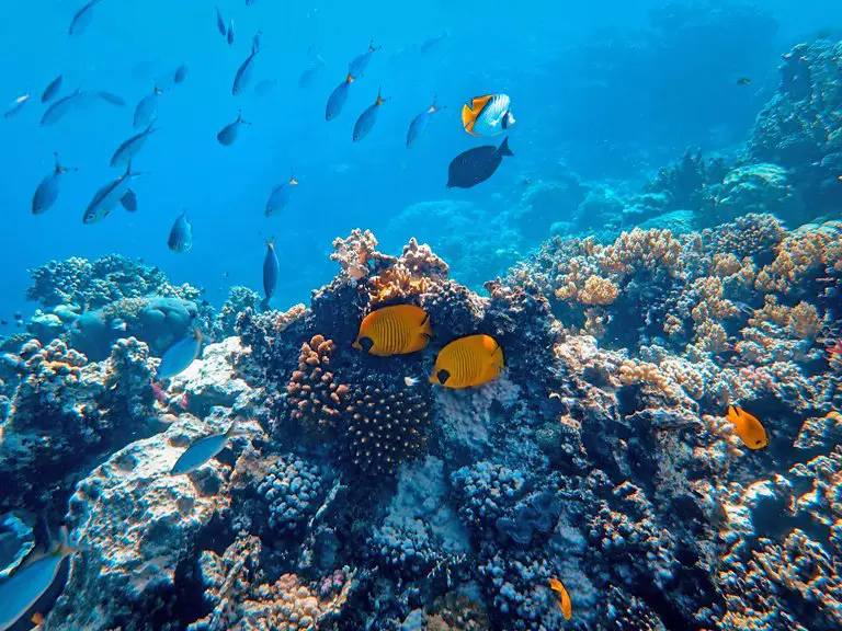 Varios tipos de peces nadando entre los corales de Bali, Indonesia